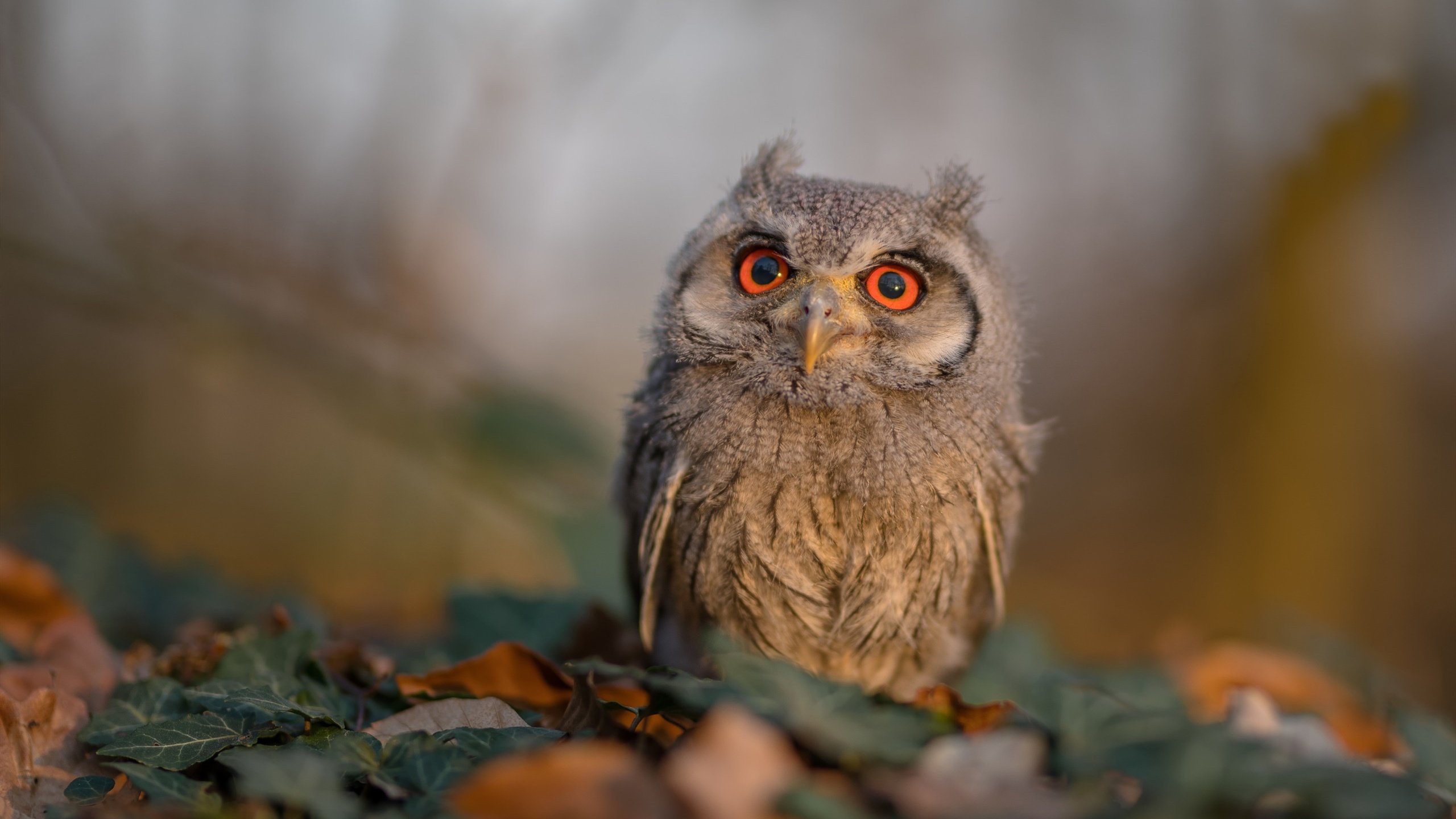 开云体育在线-克莱·汤普森，从撕裂伤到撕裂防守，一夜封神的11颗子弹